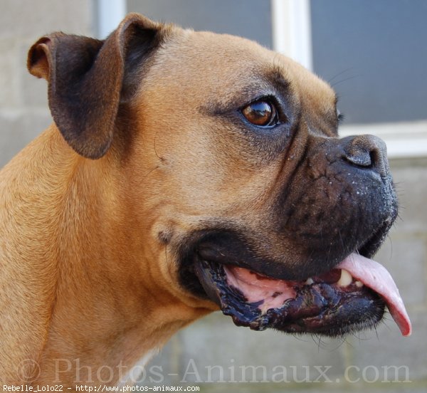 Photo de Boxer