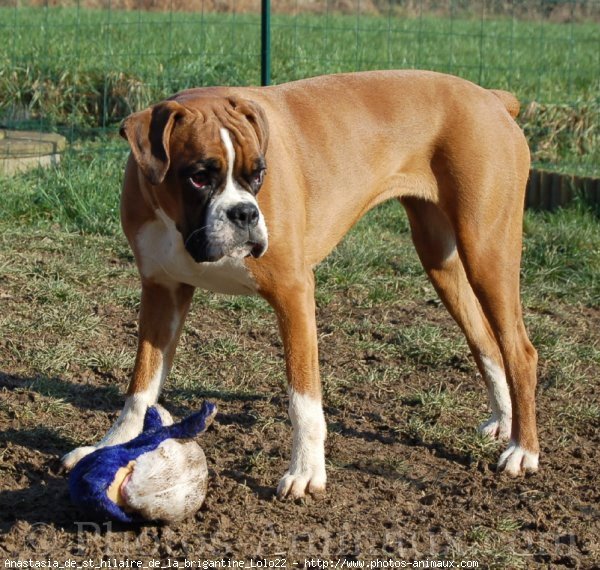 Photo de Boxer