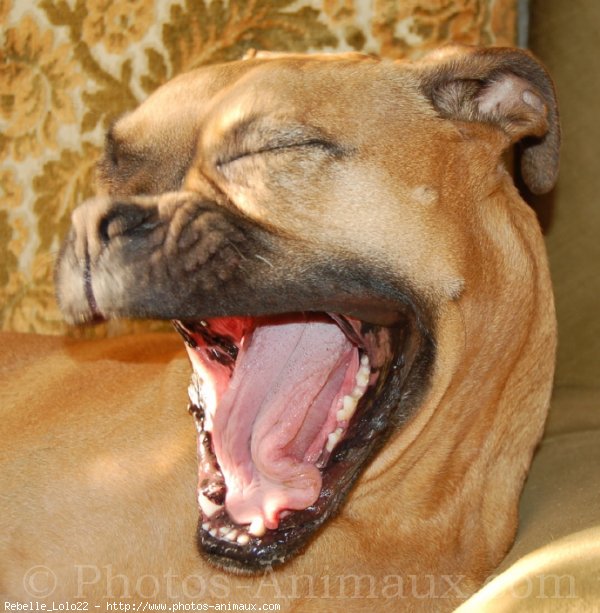 Photo de Boxer