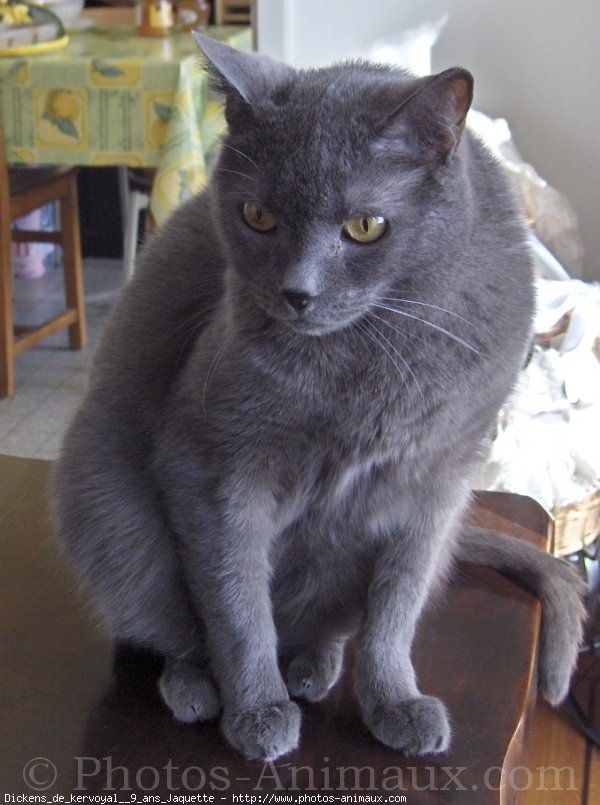 Photo de Chartreux