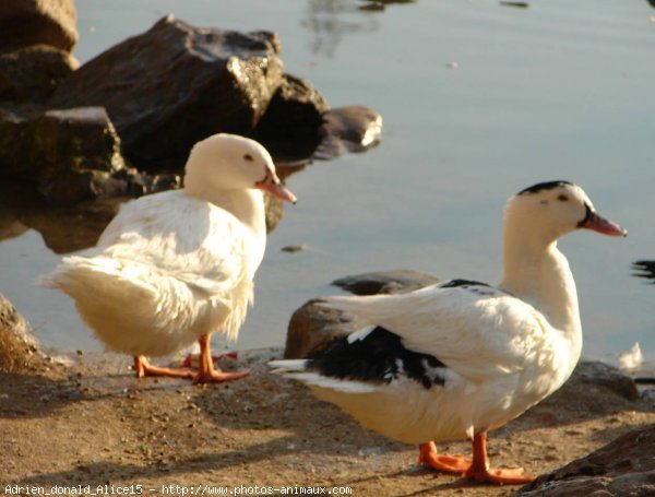 Photo de Canard