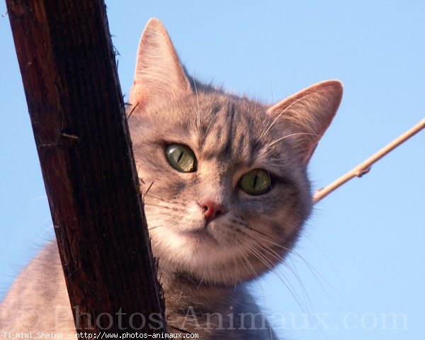 Photo de Chat domestique