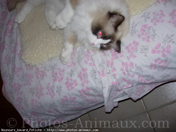 Photo de Ragdoll