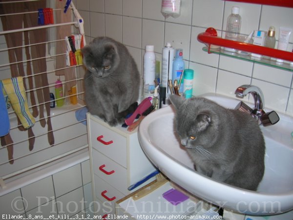 Photo de Chartreux