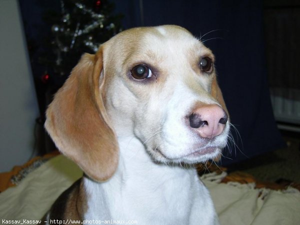 Photo de Beagle