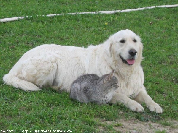 Photo de Golden retriever