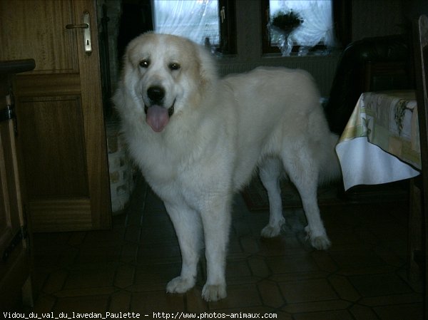 Photo de Chien de montagne des pyrnes