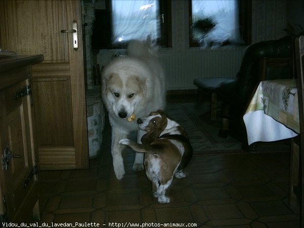 Photo de Chien de montagne des pyrnes