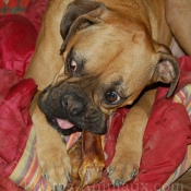 Photo de Boxer