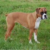 Photo de Boxer