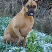 Photo de Boxer