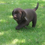 Photo de Labrador retriever