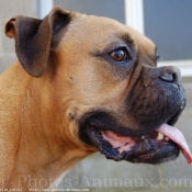 Photo de Boxer