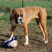 Photo de Boxer