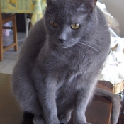 Photo de Chartreux