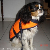 Photo de Cavalier king charles spaniel