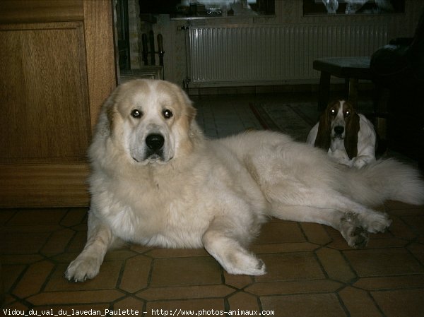 Photo de Chien de montagne des pyrnes