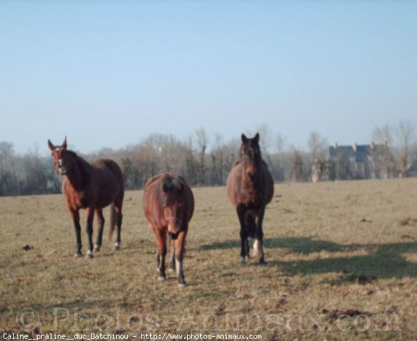 Photo de Races diffrentes