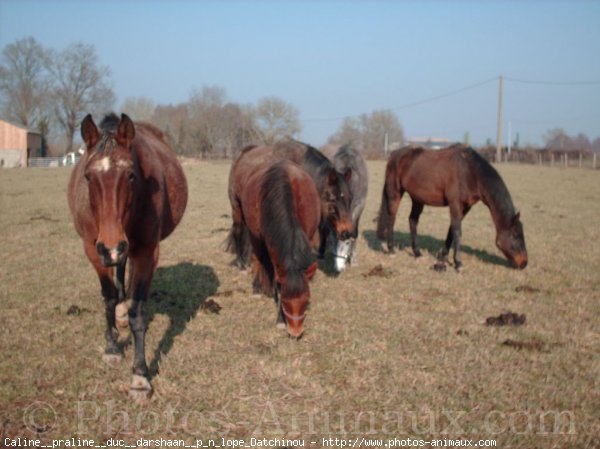 Photo de Races diffrentes