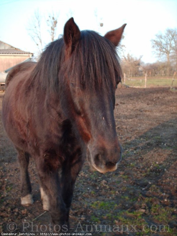 Photo de Poney franais de selle