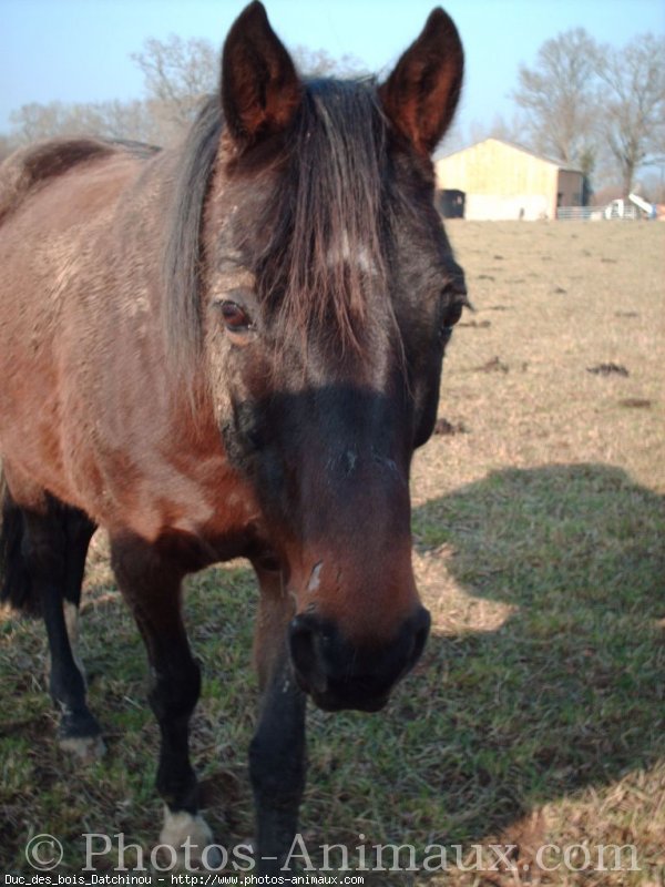 Photo de Trotteur franais