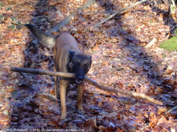 Photo de Berger belge malinois