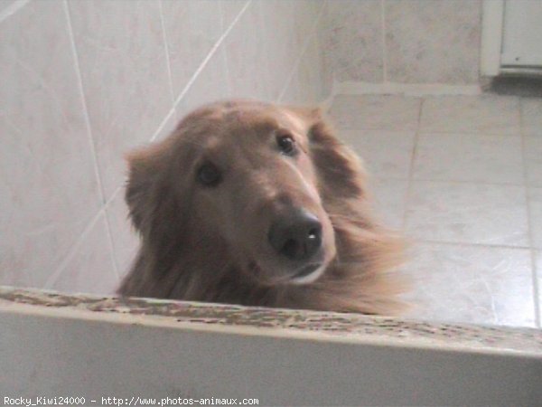 Photo de Golden retriever