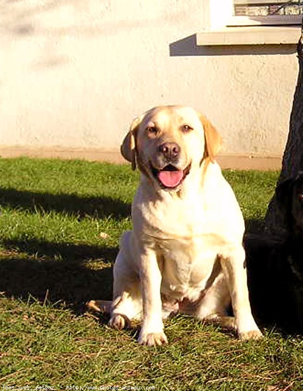 Photo de Labrador retriever