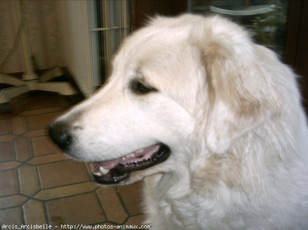 Photo de Chien de montagne des pyrnes