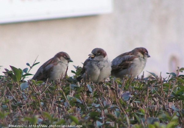 Photo de Moineau