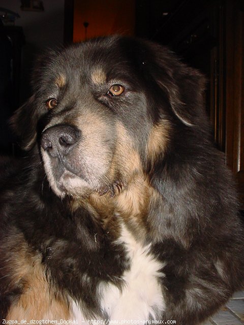 Photo de Dogue du tibet