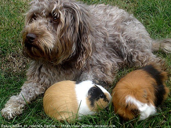 Photo de Races diffrentes