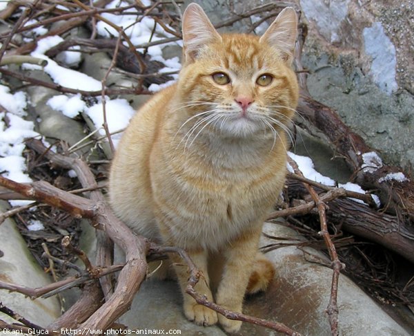 Photo de Chat domestique