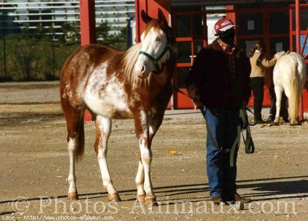 Photo de Paint horse