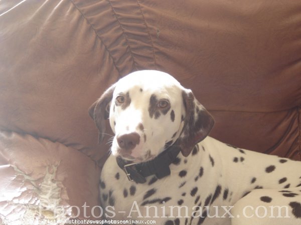 Photo de Dalmatien