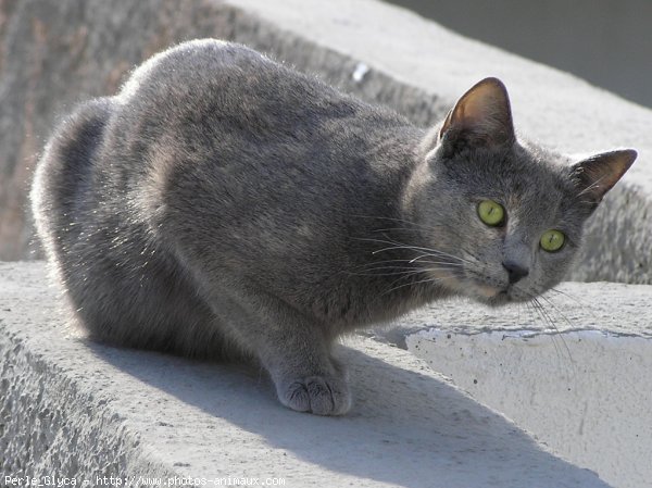 Photo de Chat domestique