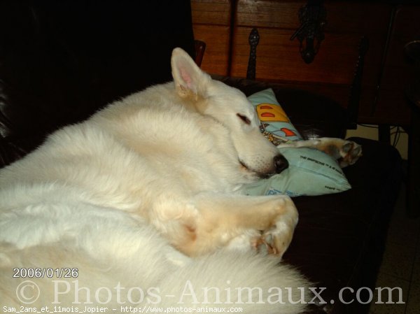 Photo de Berger blanc suisse