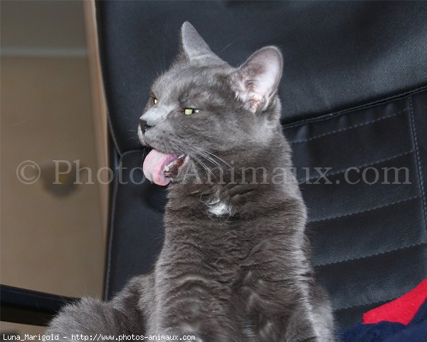 Photo de Chartreux