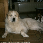 Photo de Chien de montagne des pyrnes