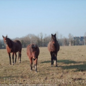 Photo de Races diffrentes