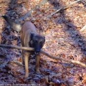 Photo de Berger belge malinois