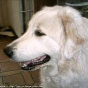 Photo de Chien de montagne des pyrnes