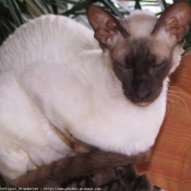 Photo de Cornish rex