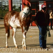 Photo de Paint horse