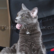 Photo de Chartreux