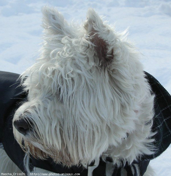 Photo de West highland white terrier