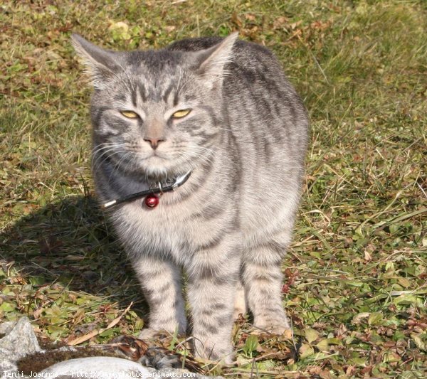 Photo de Chat domestique