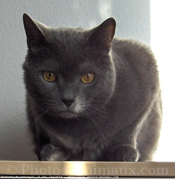 Photo de Chartreux