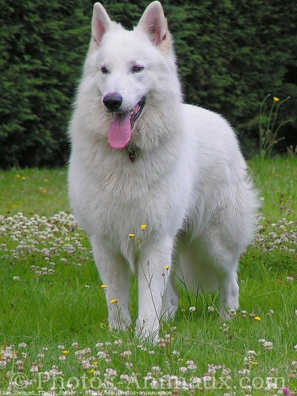 Photo de Berger blanc suisse