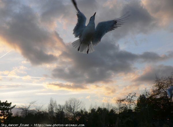 Photo de Mouette